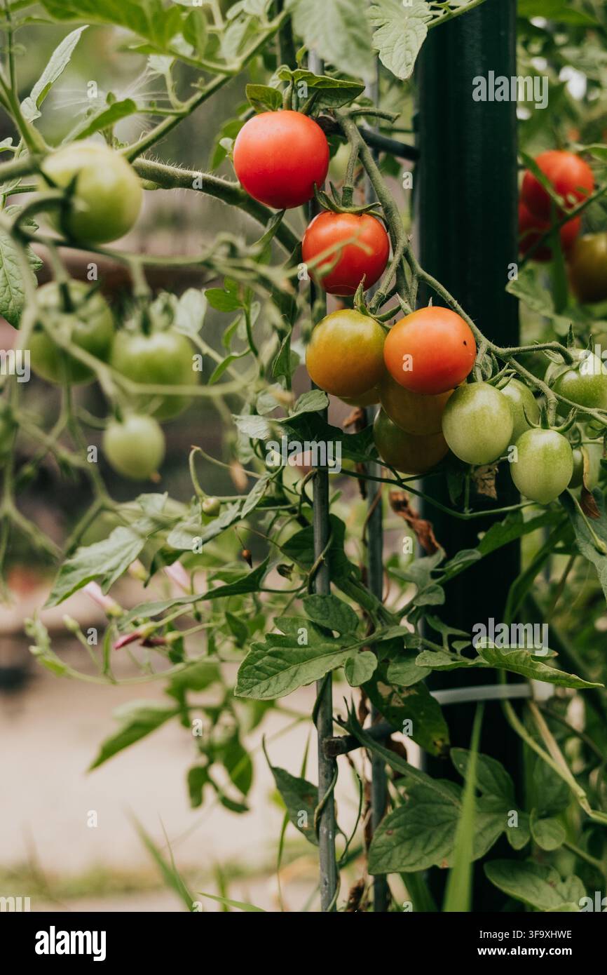 Tomates cerises rouges et verts de la maturation sur la vigne Banque D'Images