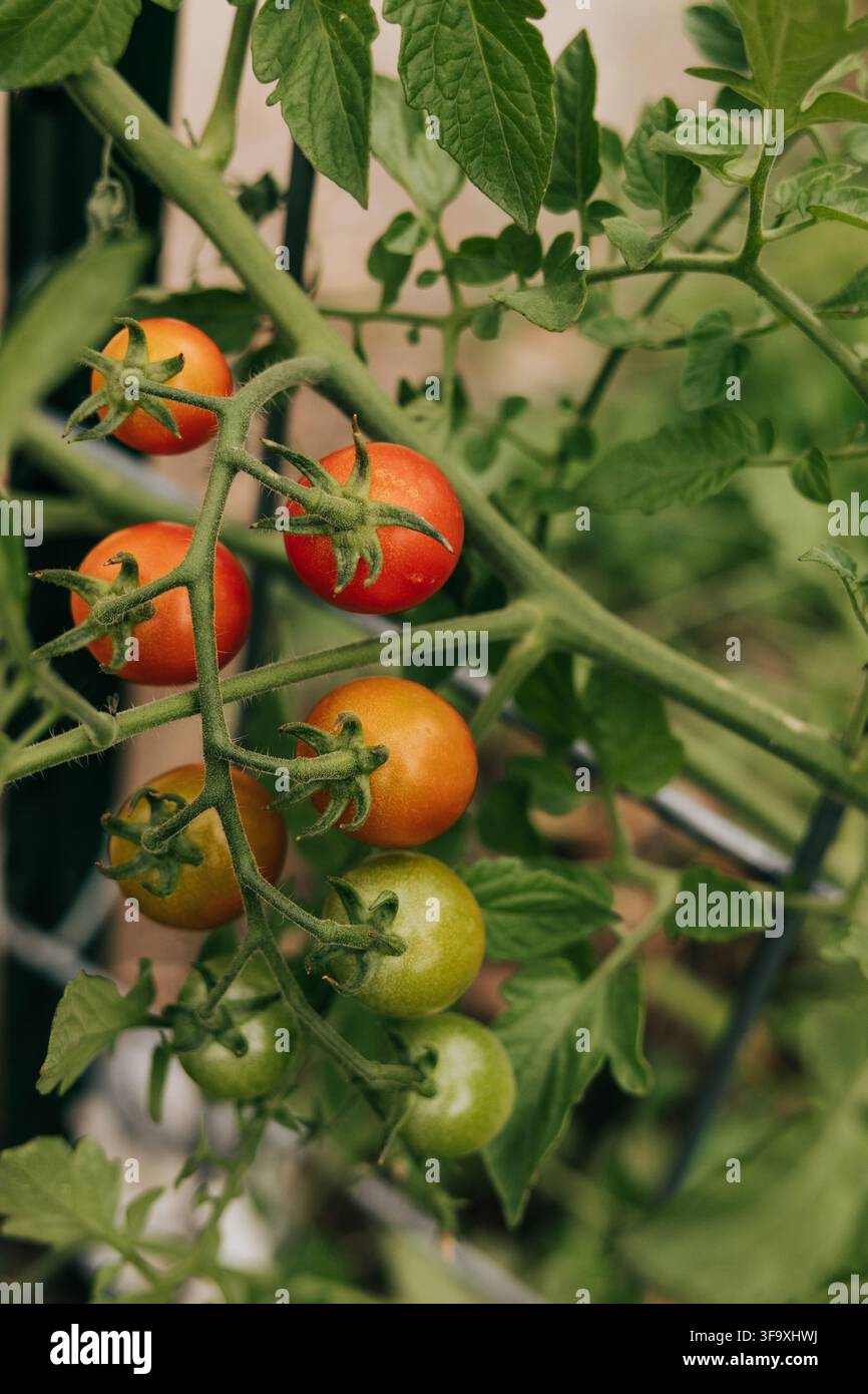 Tomates cerises mûrissant sur la vigne dans un jardin Banque D'Images