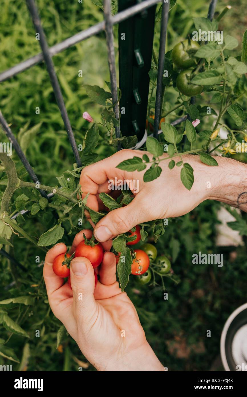 Mains cueillant des tomates mûres d'une vigne Banque D'Images