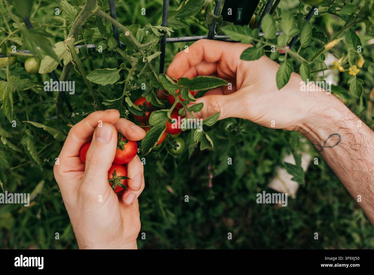 Mains d'homme cueillant des tomates cerises mûres sur la vigne Banque D'Images