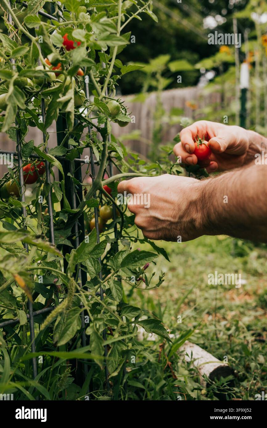 Homme cueillant des tomates cerises rouges mûres sur la vigne Banque D'Images