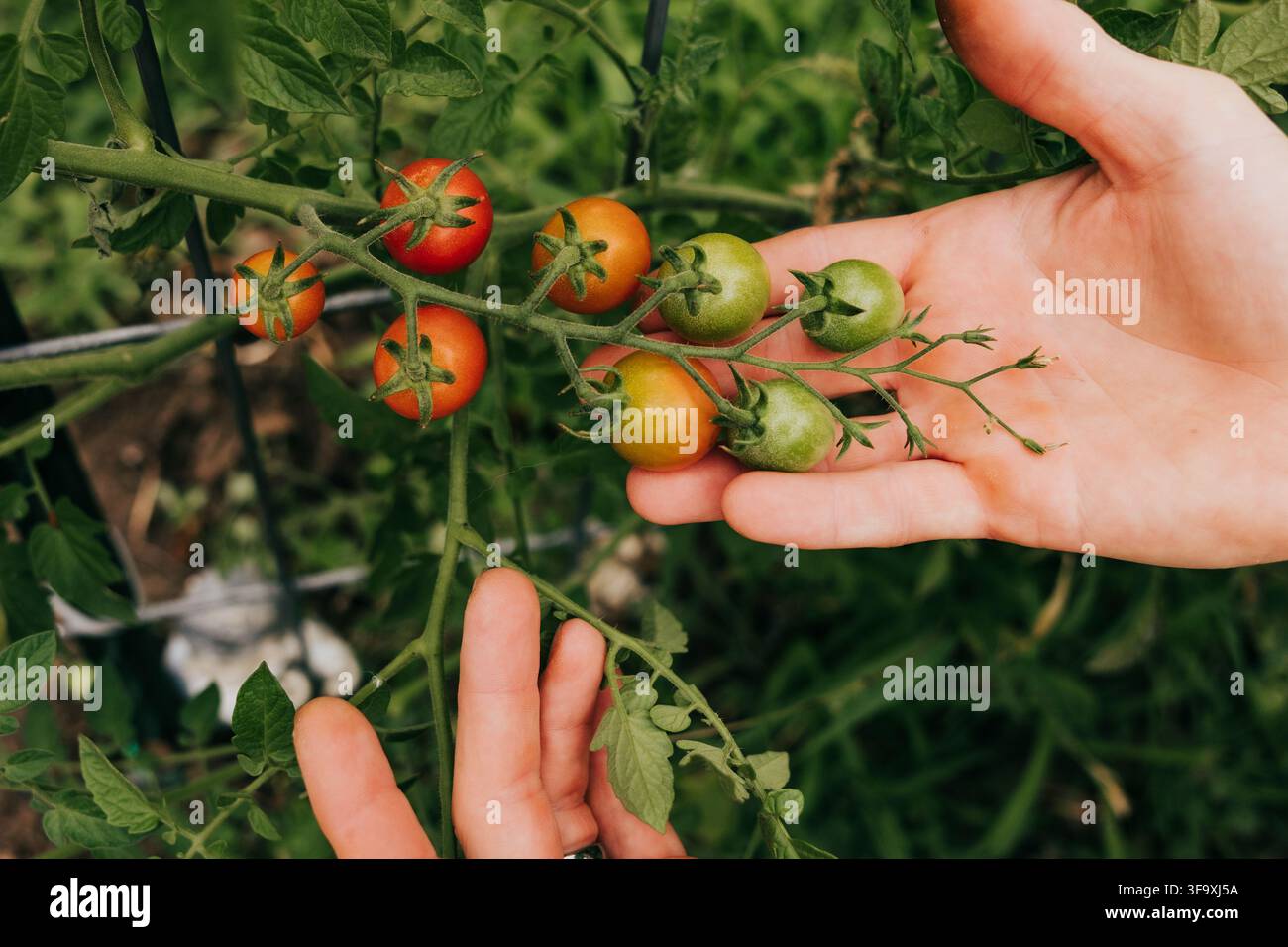 Person vérifiant des tomates cerises sur la vigne Banque D'Images