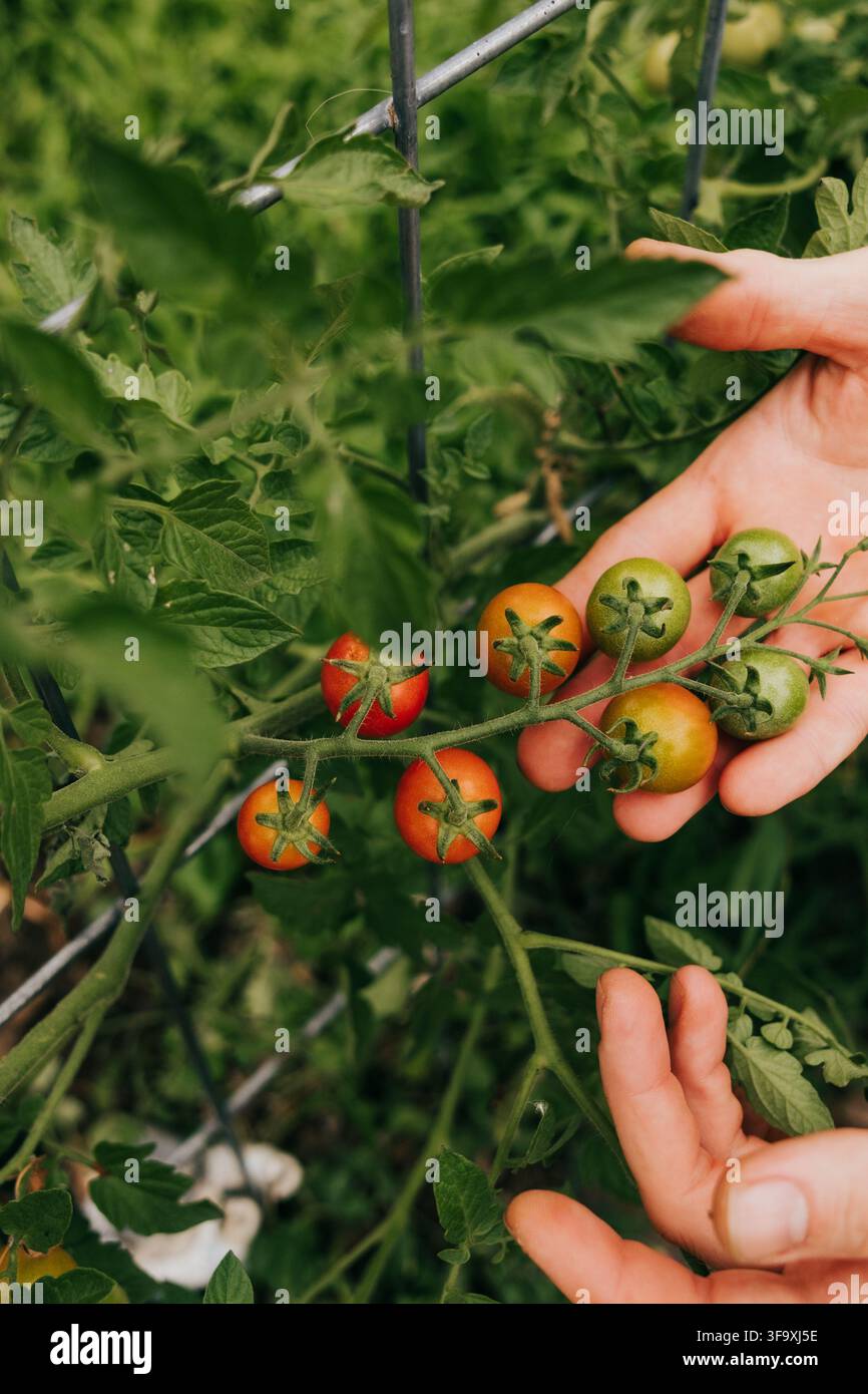Jardinier examinant soigneusement des tomates cerises dans un jardin Banque D'Images