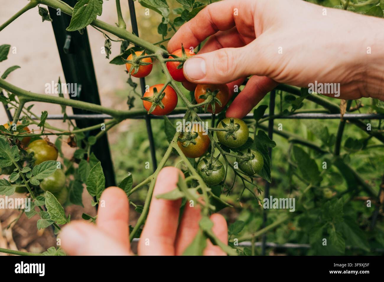 Mains cueillant des tomates cerises mûres d'une vigne Banque D'Images