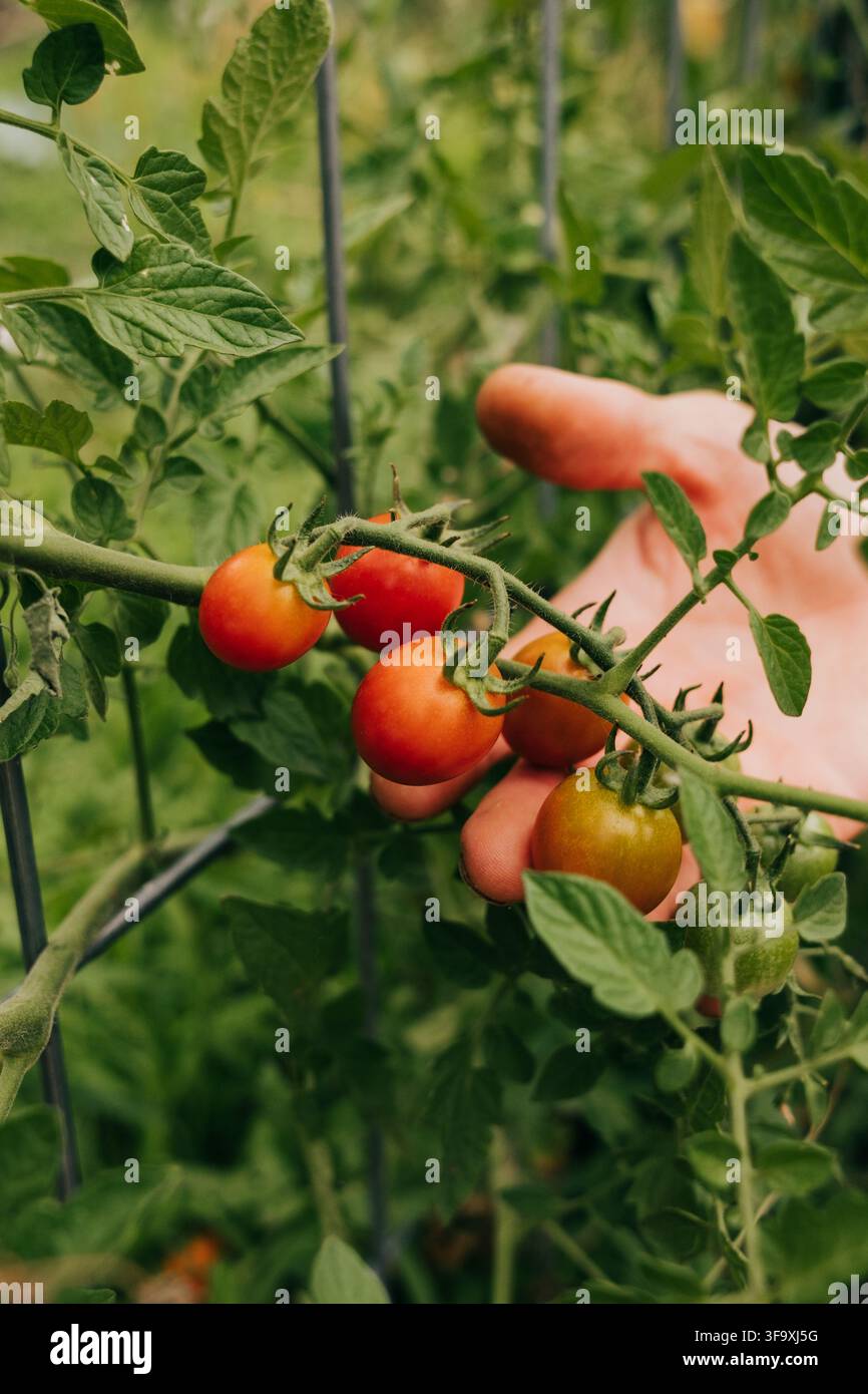 Personne vérifiant doucement les tomates cerises sur la vigne Banque D'Images