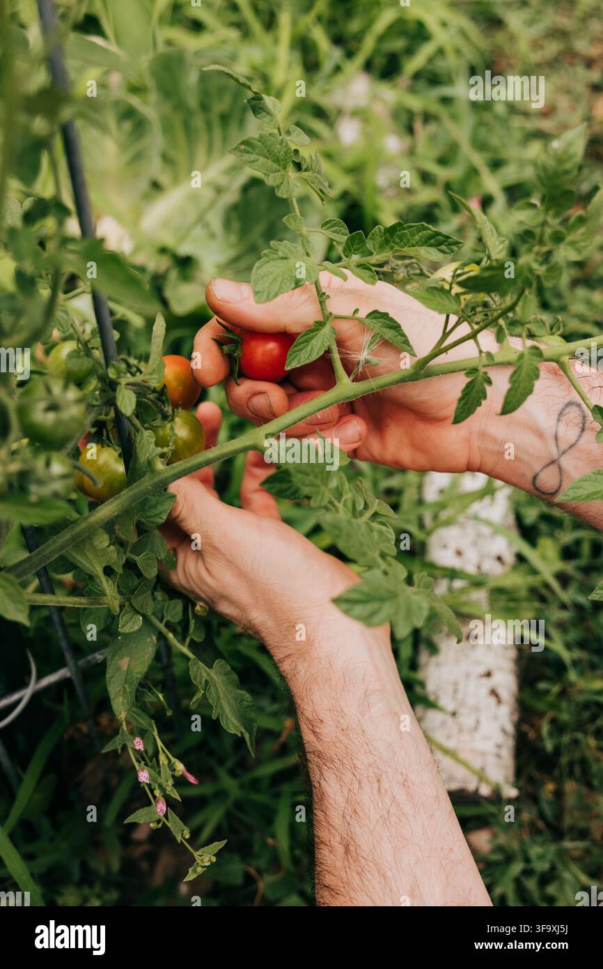 Mains d'homme cueillant des tomates cerises fraîches et mûres Banque D'Images