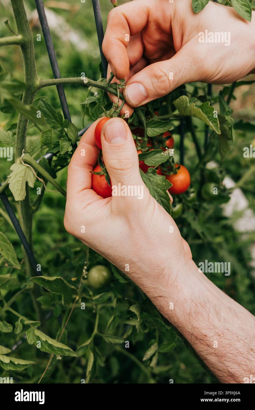 Mains d'homme récoltant des tomates cerises fraîches et mûres Banque D'Images
