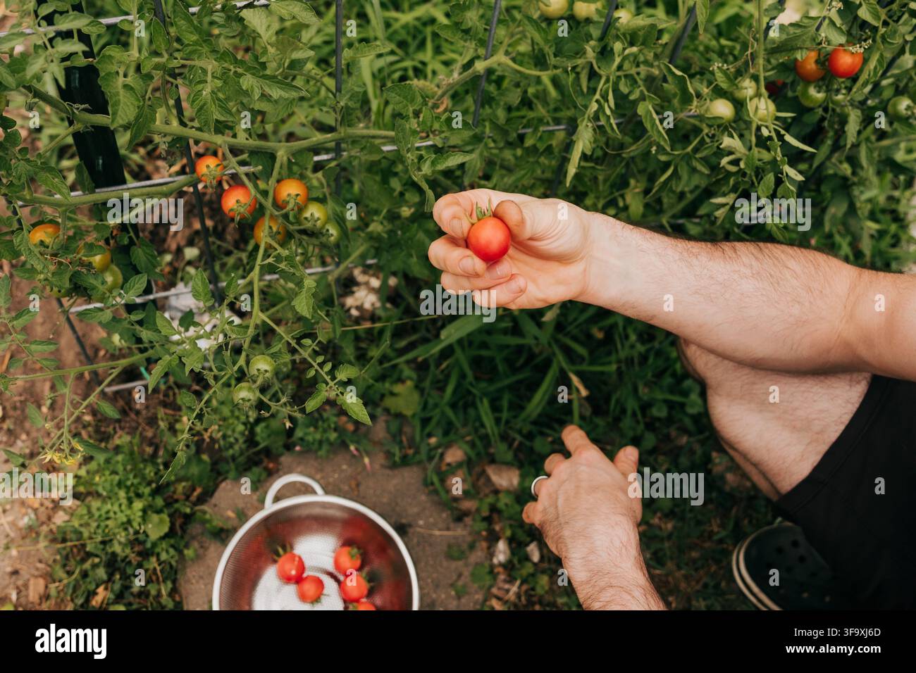 Homme cueillant des tomates cerises fraîches dans le jardin Banque D'Images