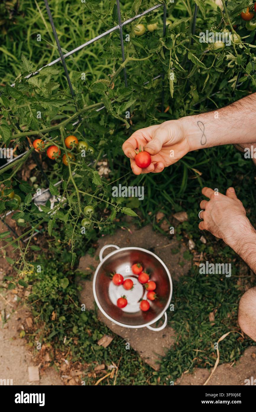 Homme récoltant des tomates cerises mûres dans un jardin Banque D'Images
