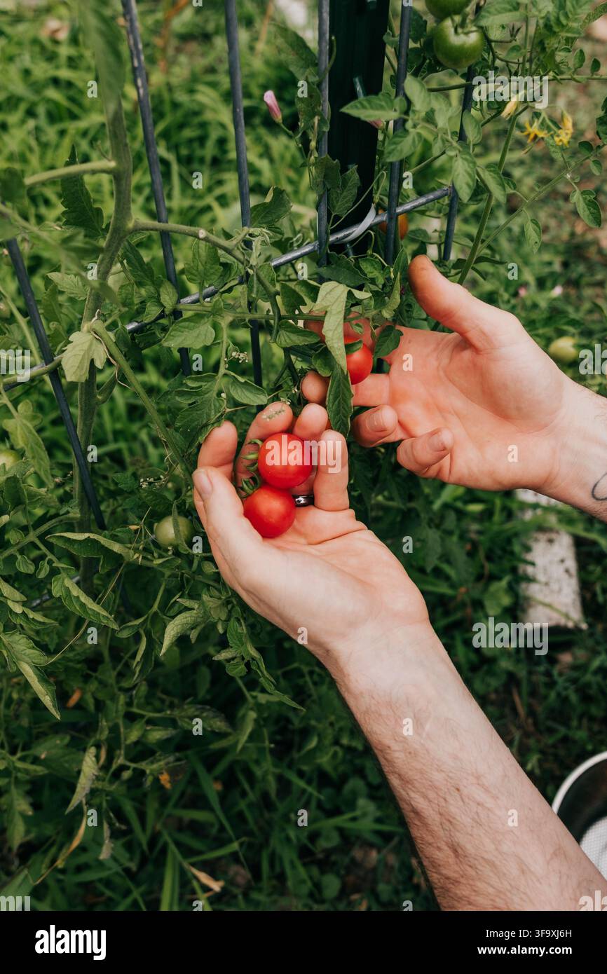 Jardinier cueillant soigneusement des tomates cerises rouges mûres Banque D'Images