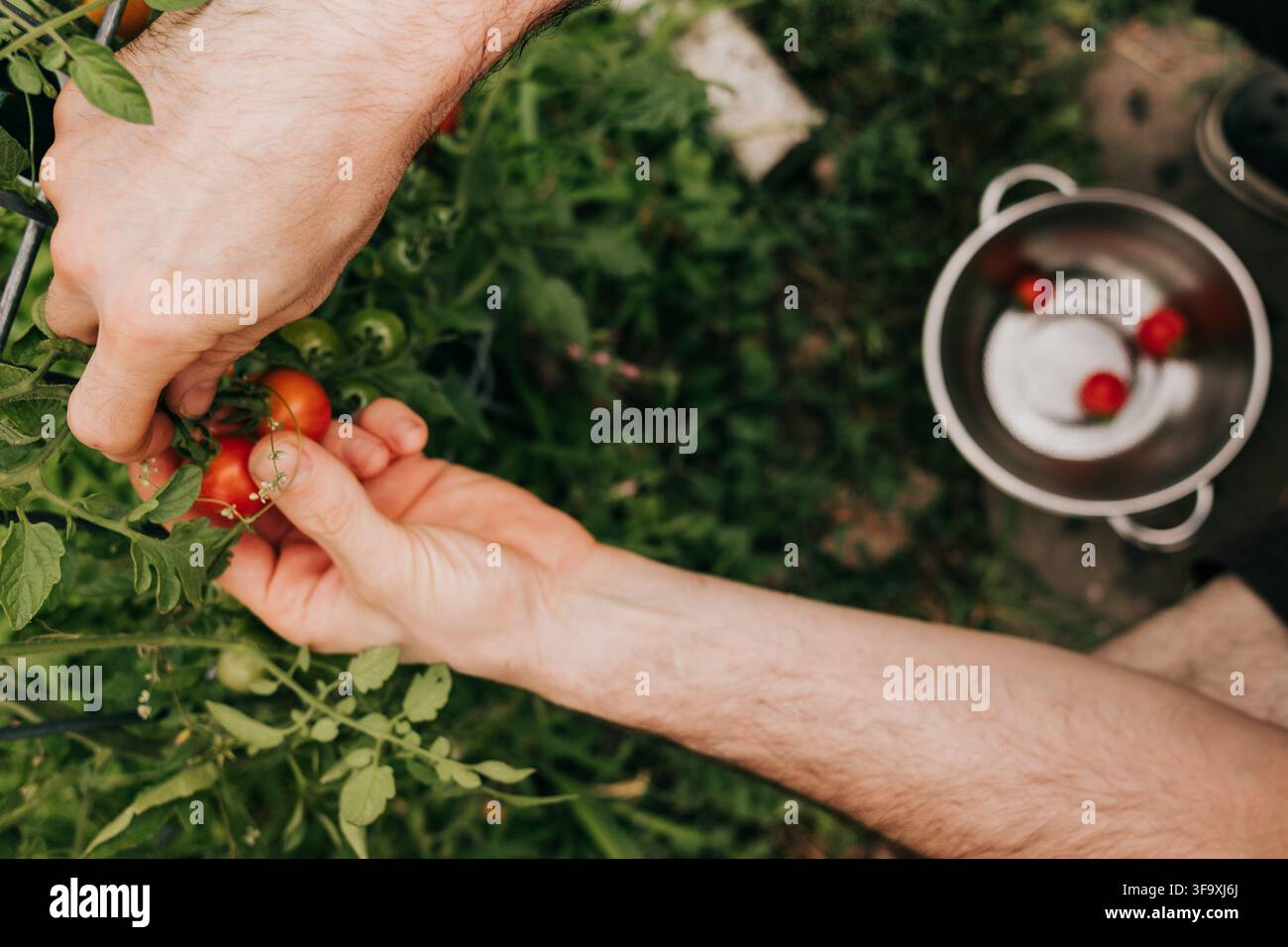 Mains cueillant soigneusement des tomates cerises rouges mûres Banque D'Images