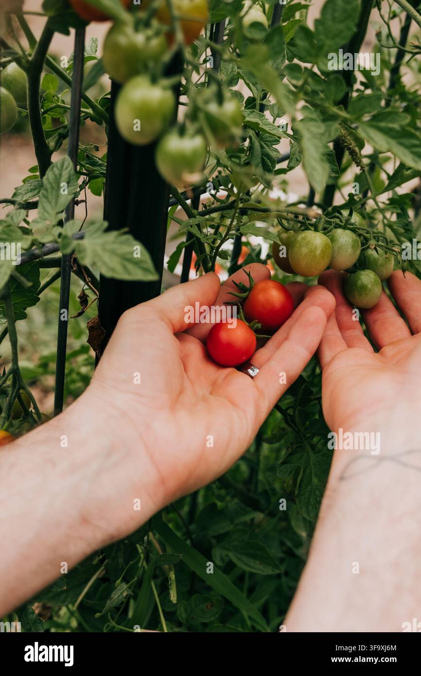 Jardinier récoltant soigneusement des tomates cerises fraîches Banque D'Images