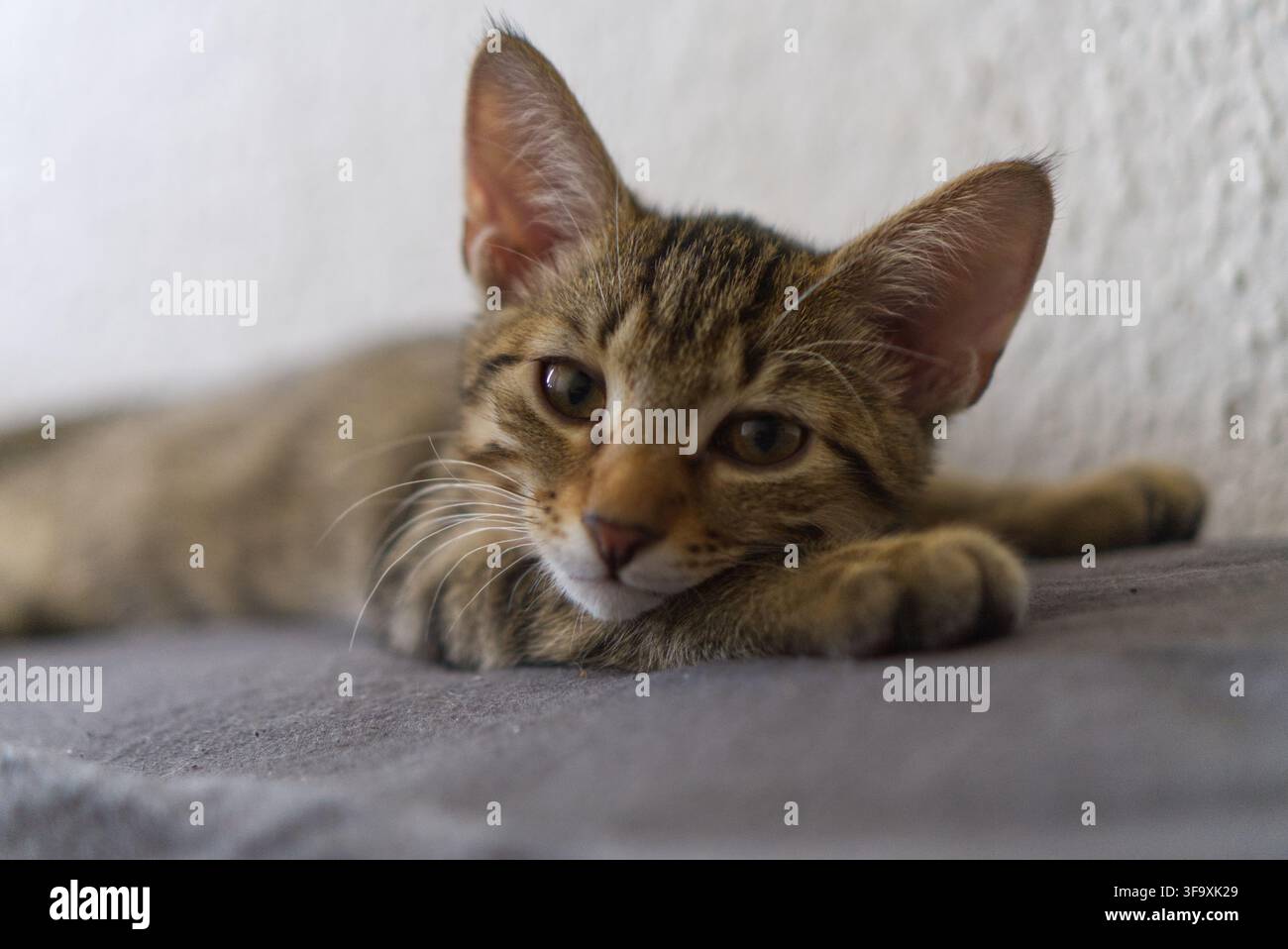 Mignon petit chat tigré allongé sur une surface Banque D'Images