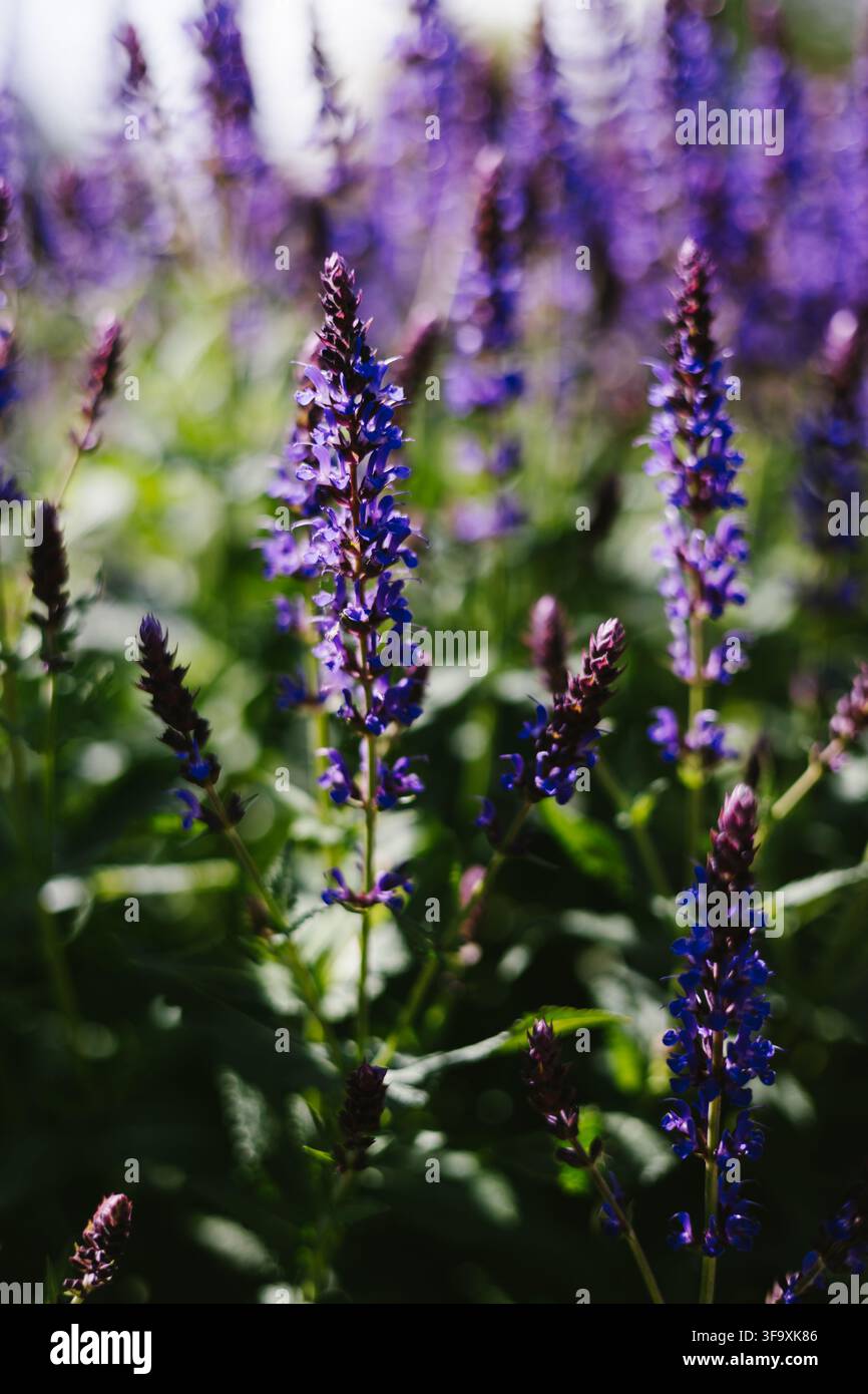 Fleurs de sauge violettes en fleurs dans un jardin ensoleillé Banque D'Images