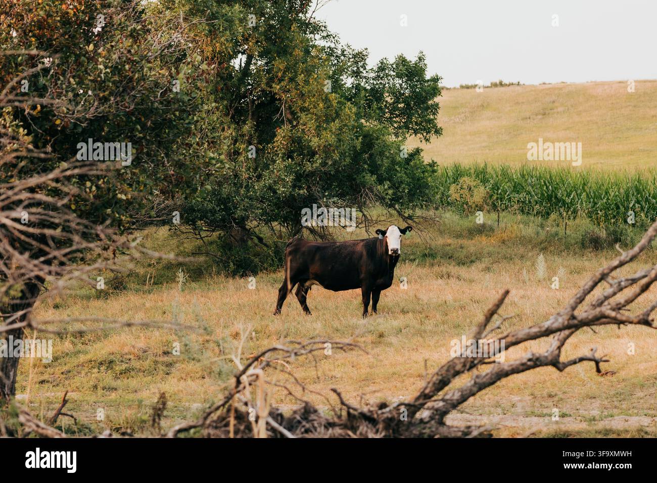 Vache noire chauve debout seule dans un champ de campagne Banque D'Images