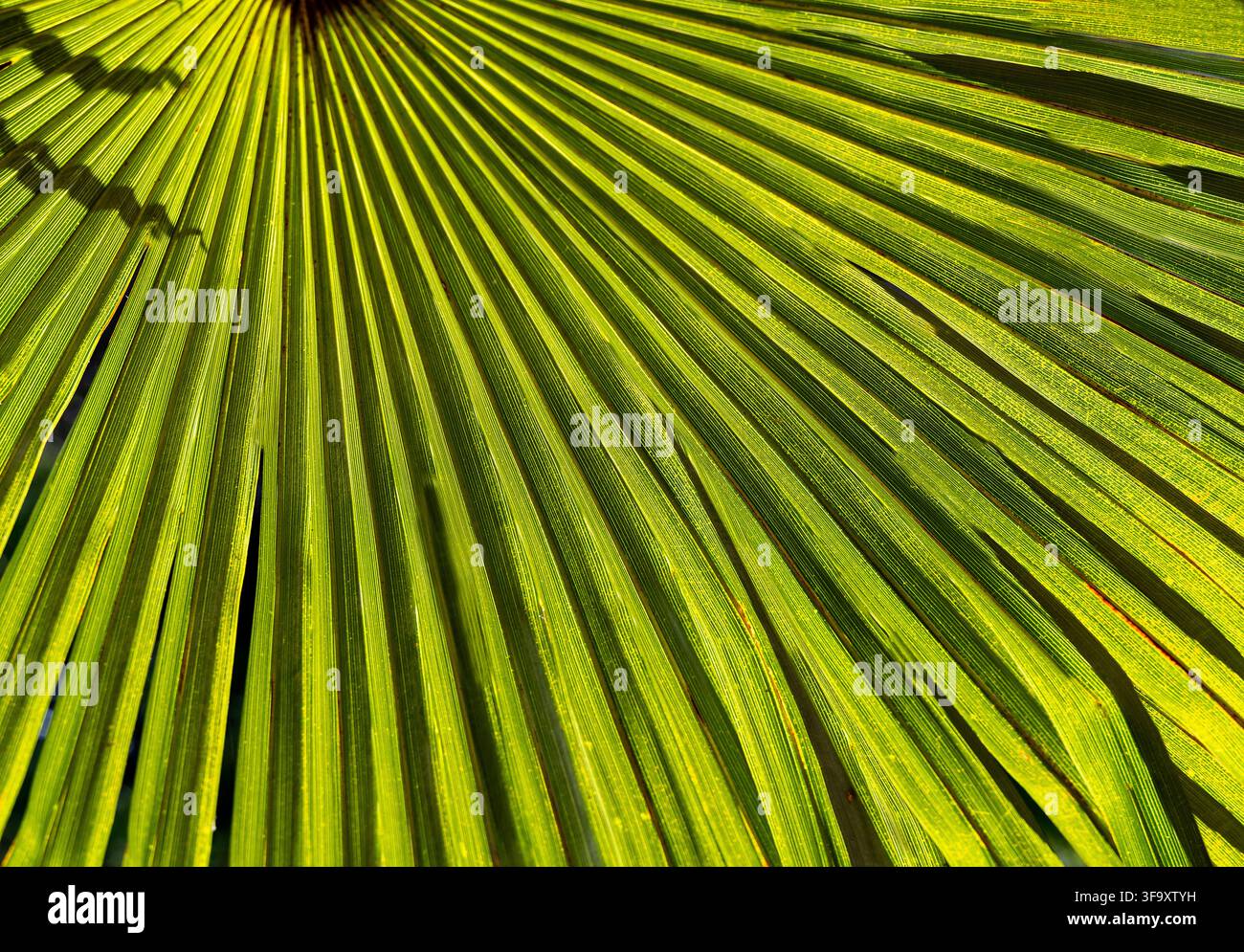 Vue rapprochée d'une feuille de palmier à fan vert vif avec des frondes texturées rayonnantes et des motifs naturels Banque D'Images