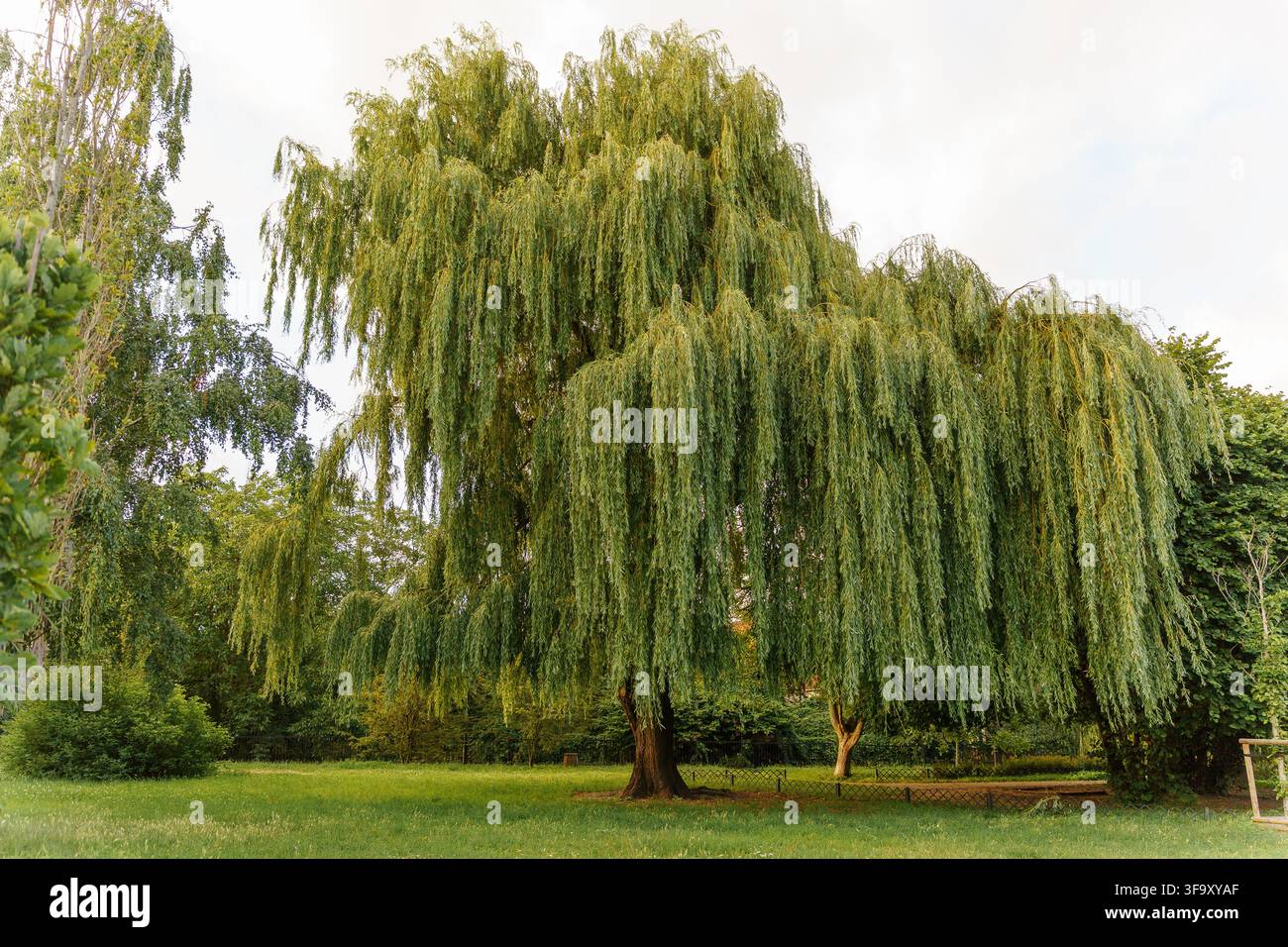 Saule pleureur majestueux avec des feuilles vertes en cascade dans un jardin luxuriant en été, offrant une ombre naturelle et une atmosphère tranquille Banque D'Images