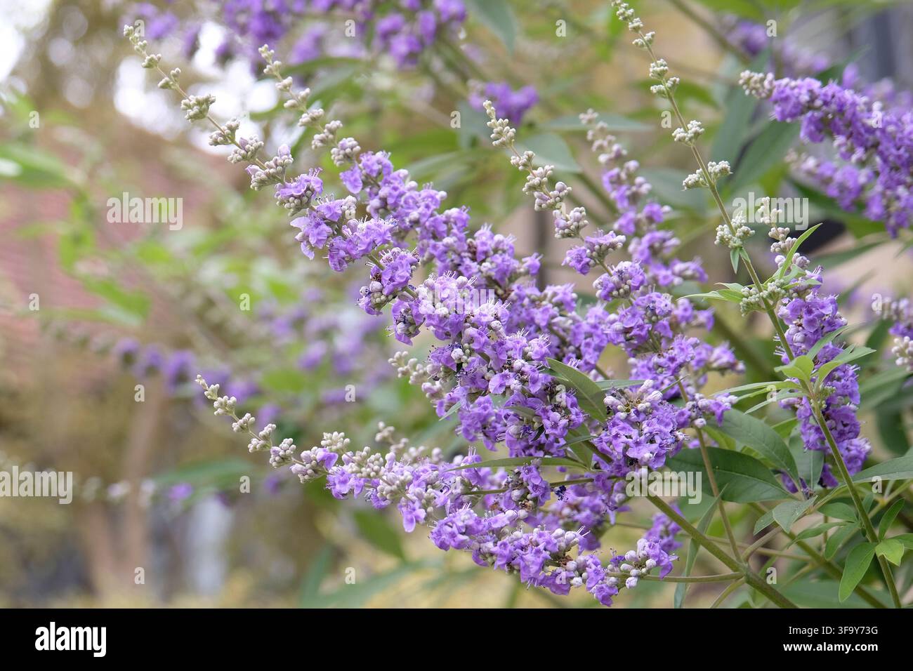 Vitex agnus castus, arbre chaste violet, en fleur. Banque D'Images