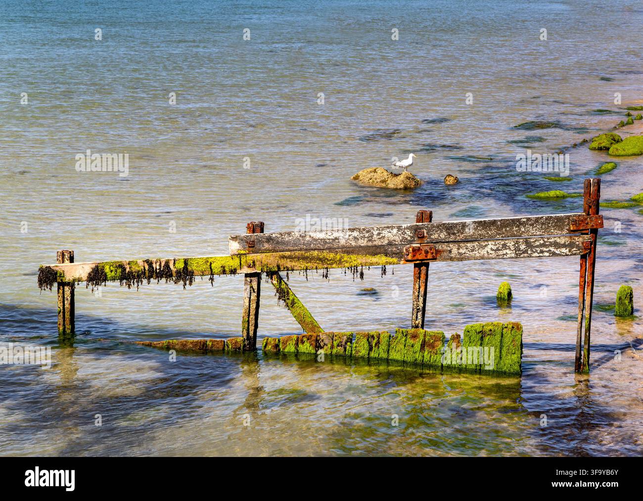Défenses marines délabrées couvertes d'algues à Totland Bay sur l'île de Wight, Royaume-Uni Banque D'Images