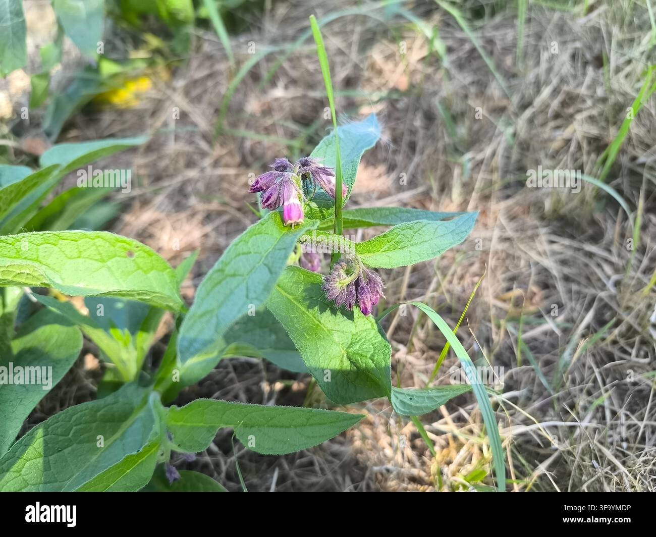 Consoude commune ou vraie consoude, nom latin : Symphytum officinale Banque D'Images