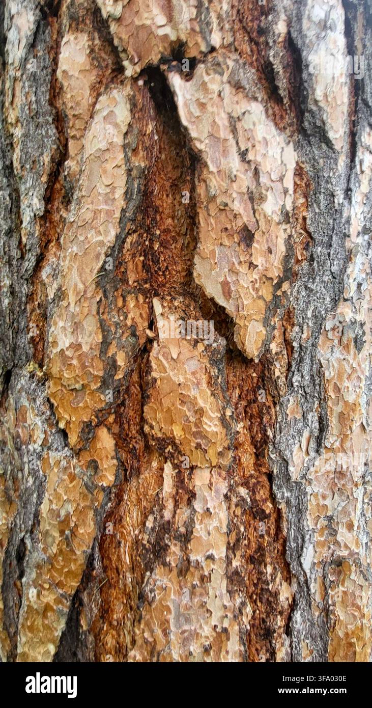 Grossissement de l'écorce d'arbre naturelle avec une texture distinctive et des tons bruns, Engadine, Suisse Banque D'Images
