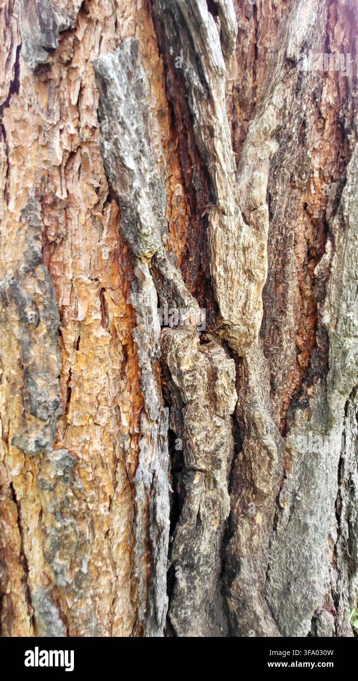 Grossissement de l'écorce d'arbre naturelle avec une texture distinctive et des tons bruns, Engadine, Suisse Banque D'Images