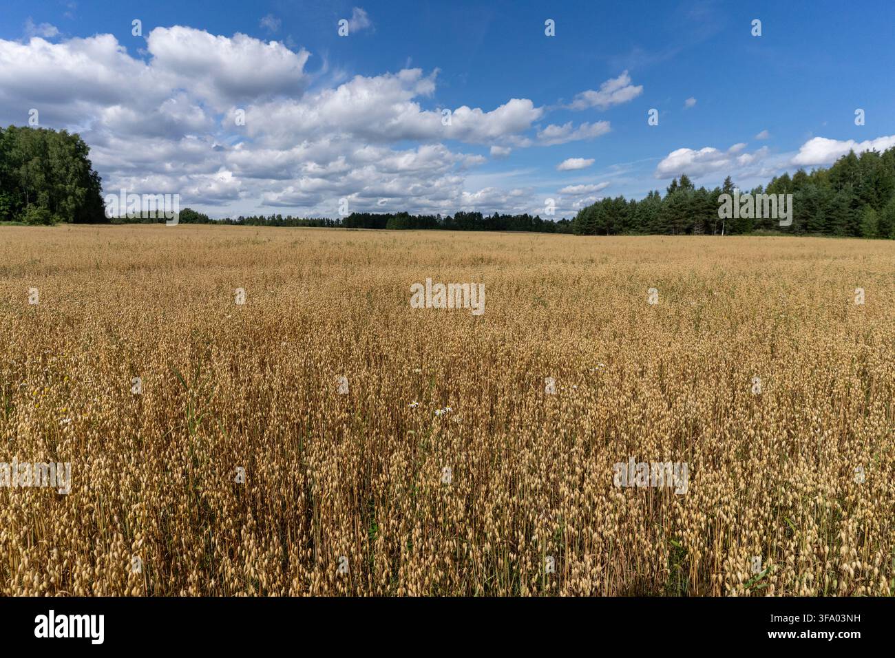 Grand champ d'avoine mûrissant sous un ciel d'été bleu parsemé de nuages blancs et forêt à l'horizon. Banque D'Images