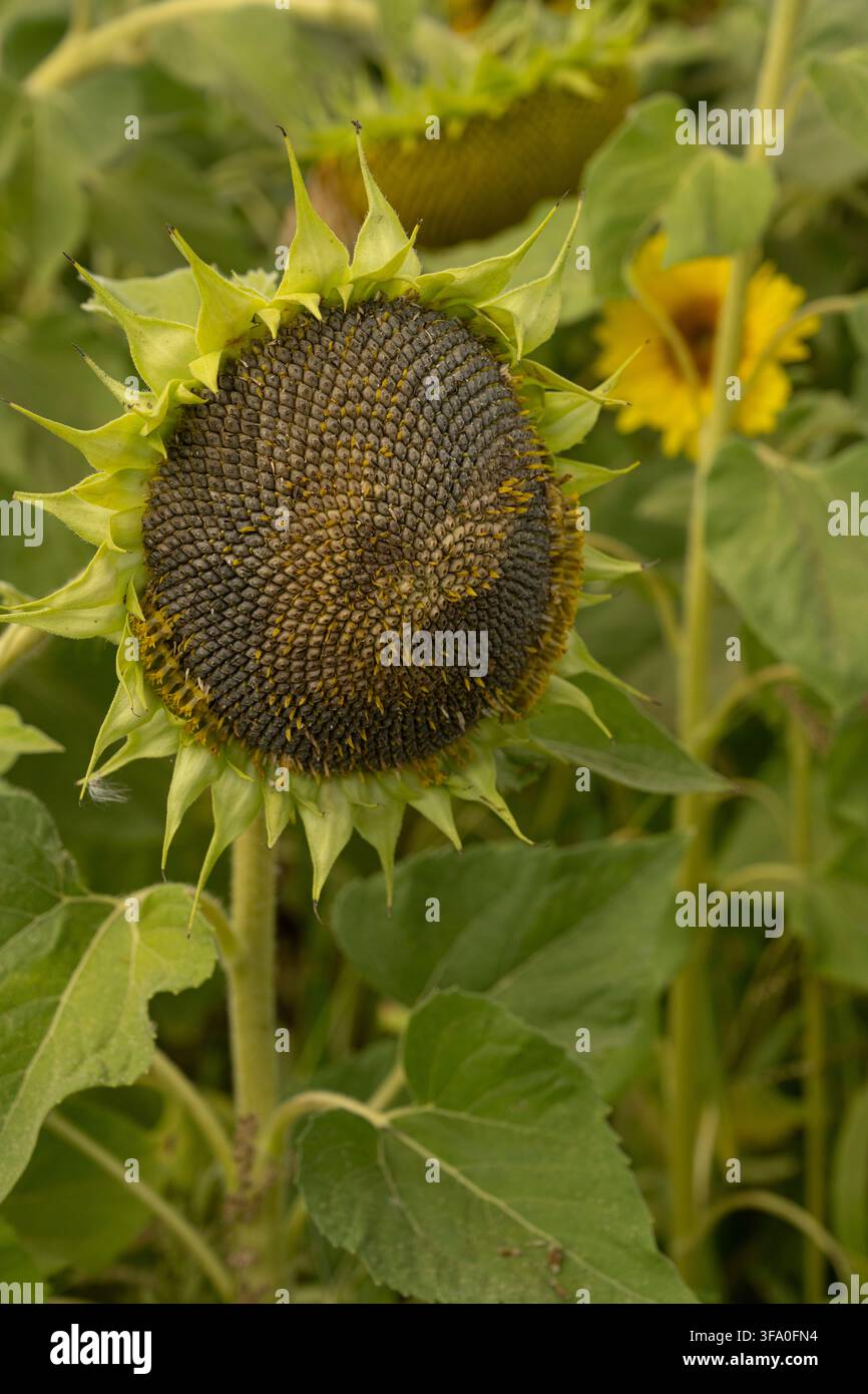 Tournesol : Helianthus annuus.    Graines . Cultivé, Dorset, Royaume-Uni Banque D'Images
