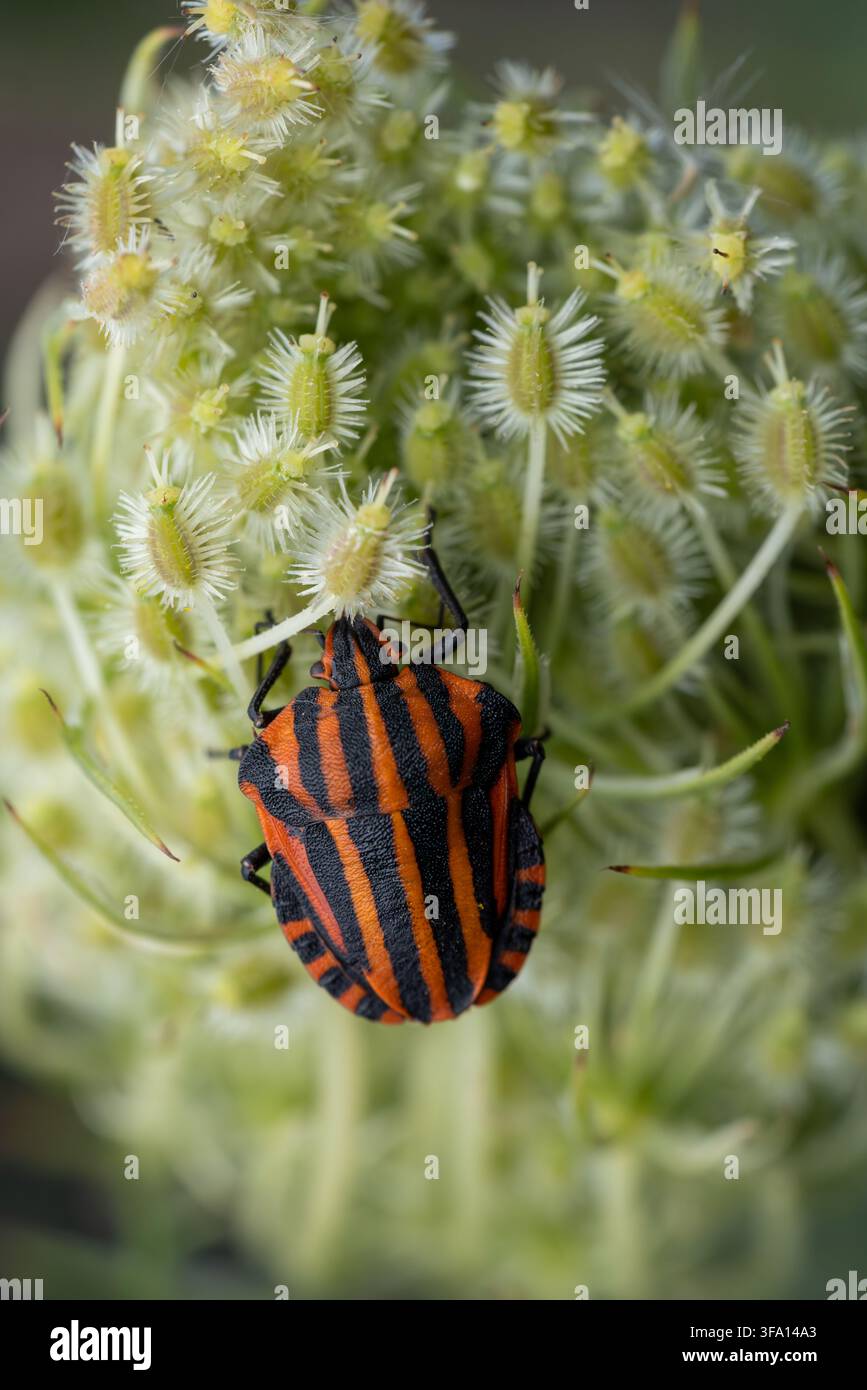 insecte rayé ou insecte rayé italien (Graphosoma italicum) posé sur une carotte sauvage européenne (Daucus carota), trouvé dans la Südheide en Basse-Saxe, Allemagne Banque D'Images