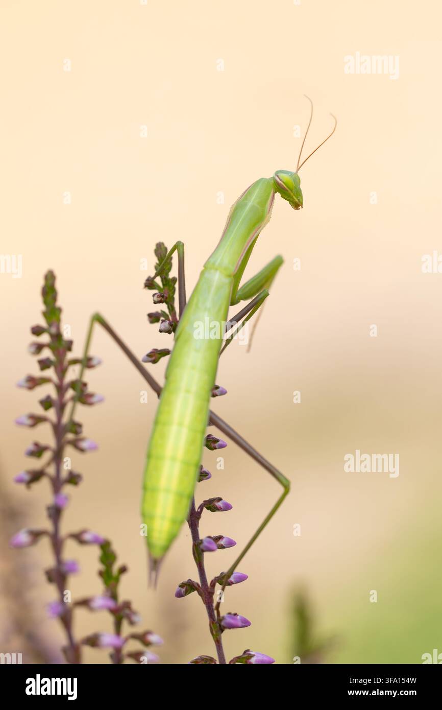 mantis religieuse européenne femelle verte perchée sur Calluna ou bruyère commune (Calluna vulgaris), trouvée en Basse-Saxe Banque D'Images