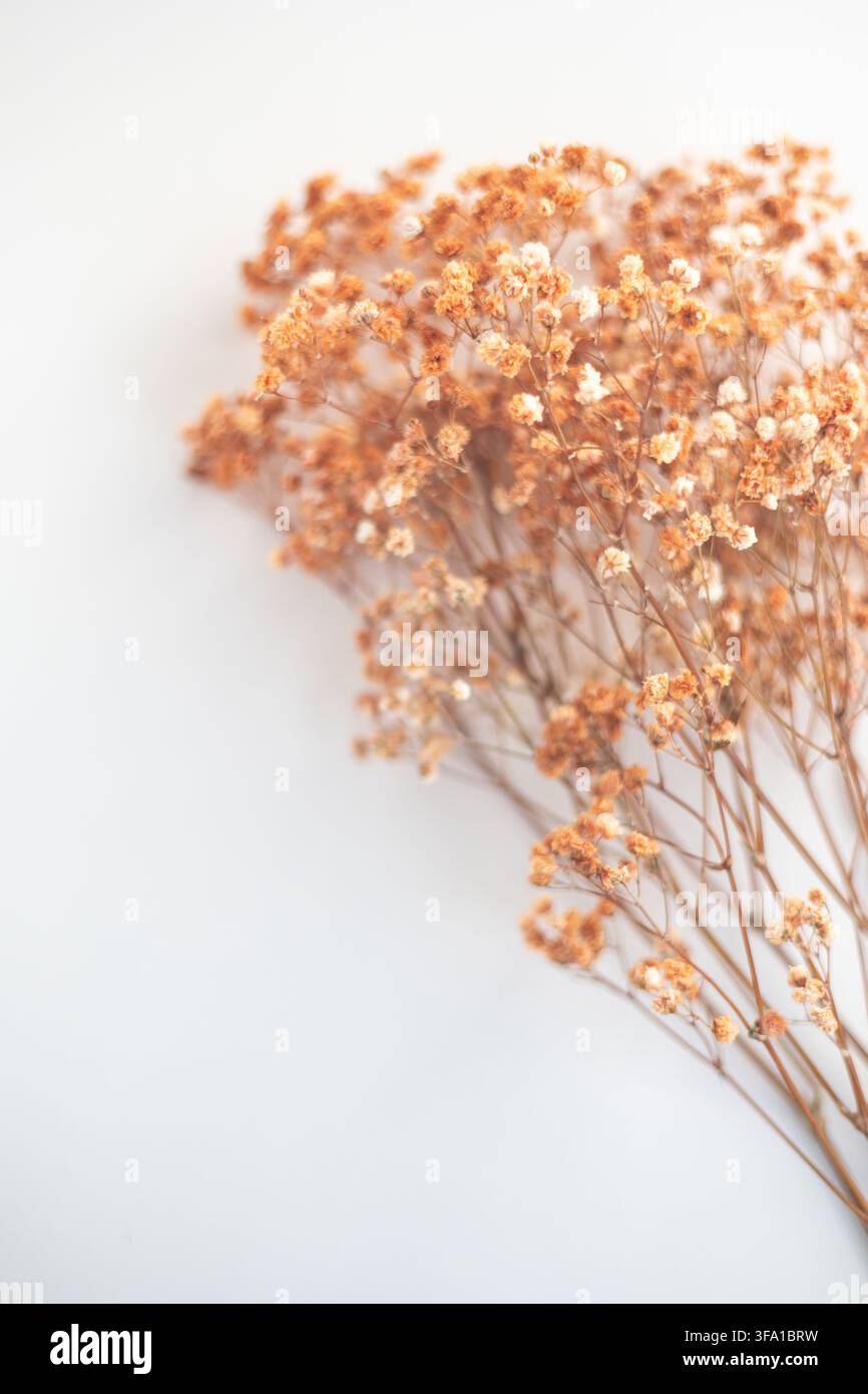 Fleurs séchées de gypsophile créant un motif floral rustique sur un fond clair Banque D'Images