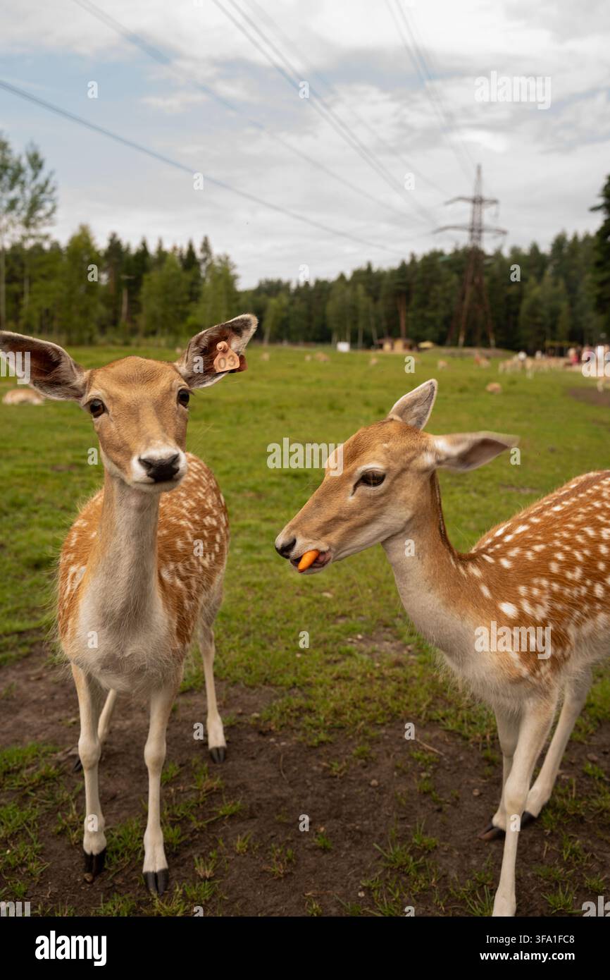 Vue rapprochée d'un troupeau de cerfs doux rassemblé dans une prairie forestière verte, avec des manteaux brun clair et brun, des étiquettes d'oreille visibles, un cerf mangeant une carotte orange Banque D'Images
