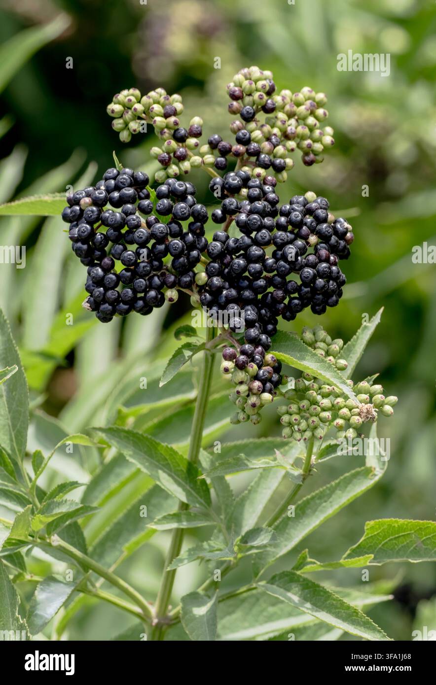 Un gros plan macro de grappes de baies de sureau nain (Sambucus ebulus), mettant en vedette un mélange vibrant de baies vertes non mûres et de baies noires brillantes pleinement mûres Banque D'Images