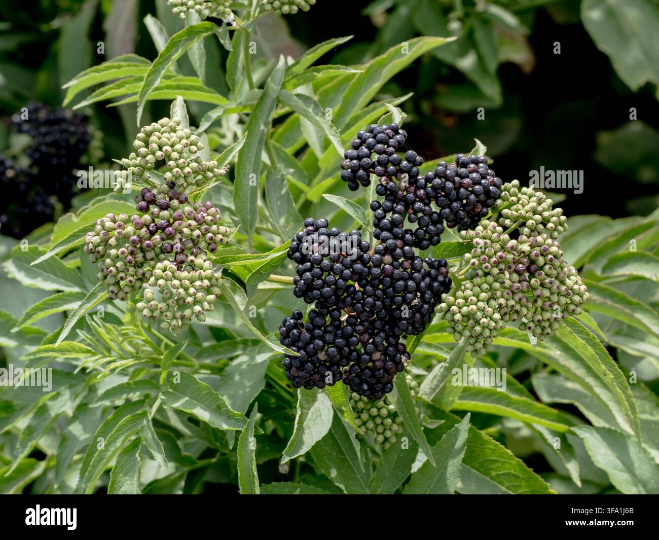 Un gros plan macro de grappes de baies de sureau nain (Sambucus ebulus), mettant en vedette un mélange vibrant de baies vertes non mûres et de baies noires brillantes pleinement mûres Banque D'Images