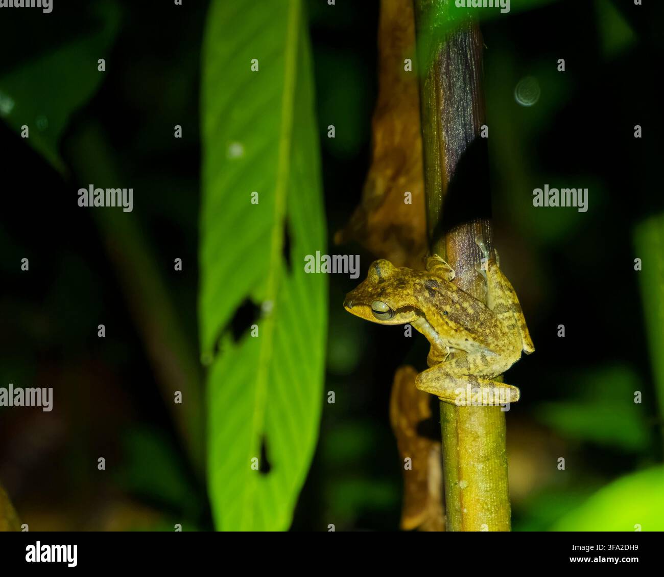 Une petite grenouille brune s'accroche à une tige de plante la nuit à côté d'une grande feuille verte, photographiée devant un fond sombre de forêt tropicale. Banque D'Images
