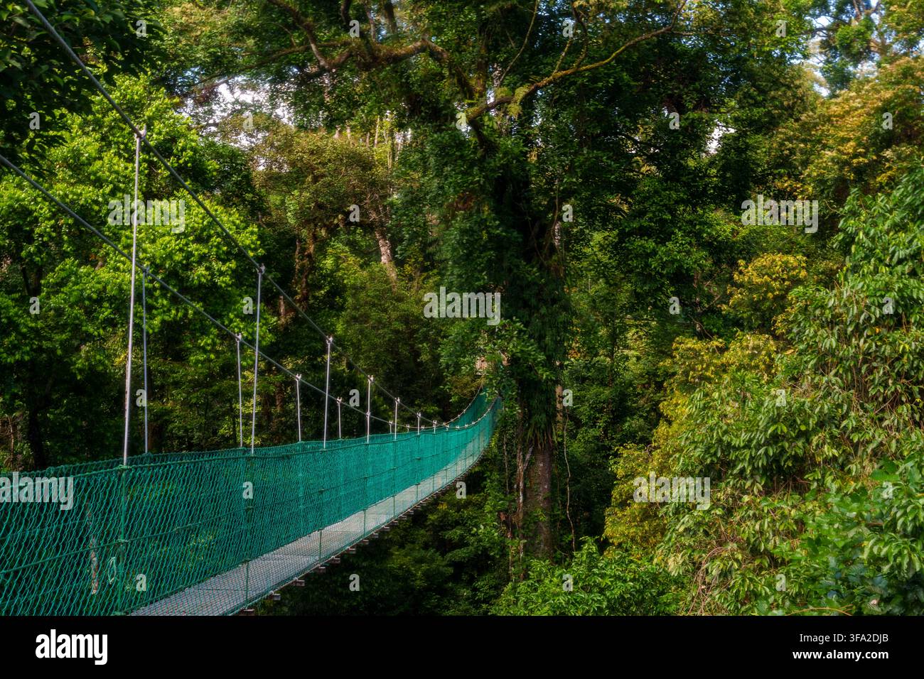Une passerelle suspendue à travers une forêt tropicale dense, entourée d'arbres matures et d'un feuillage vert épais bien au-dessus du sol forestier. Banque D'Images