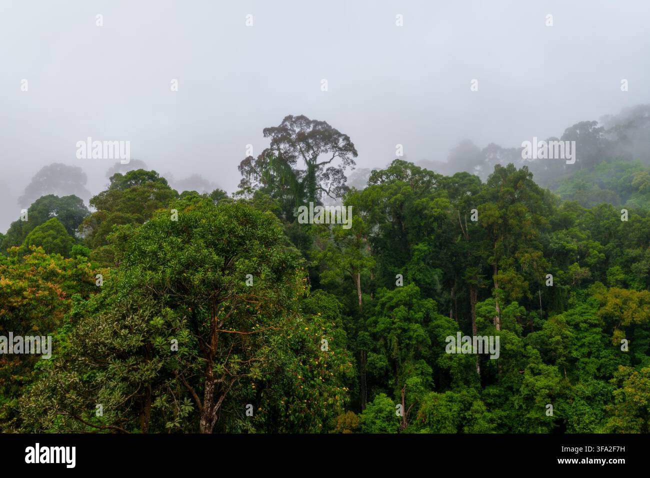 Une forêt tropicale dense s'élève à travers la brume flottante, avec des arbres émergents imposants. Banque D'Images