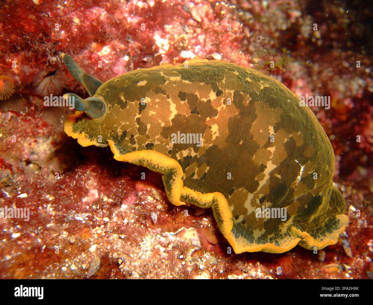 Vue d'une nudibranche avec un motif brun tacheté et des bords jaunes rampant sur un fond rocheux dans la mer Adriatique, Croatie. Banque D'Images