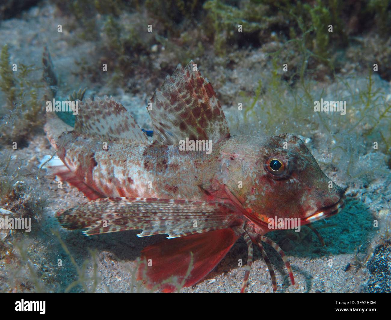 Vue d'un poisson gurnard reposant sur le fond sablonneux de la mer Adriatique en Croatie. Banque D'Images