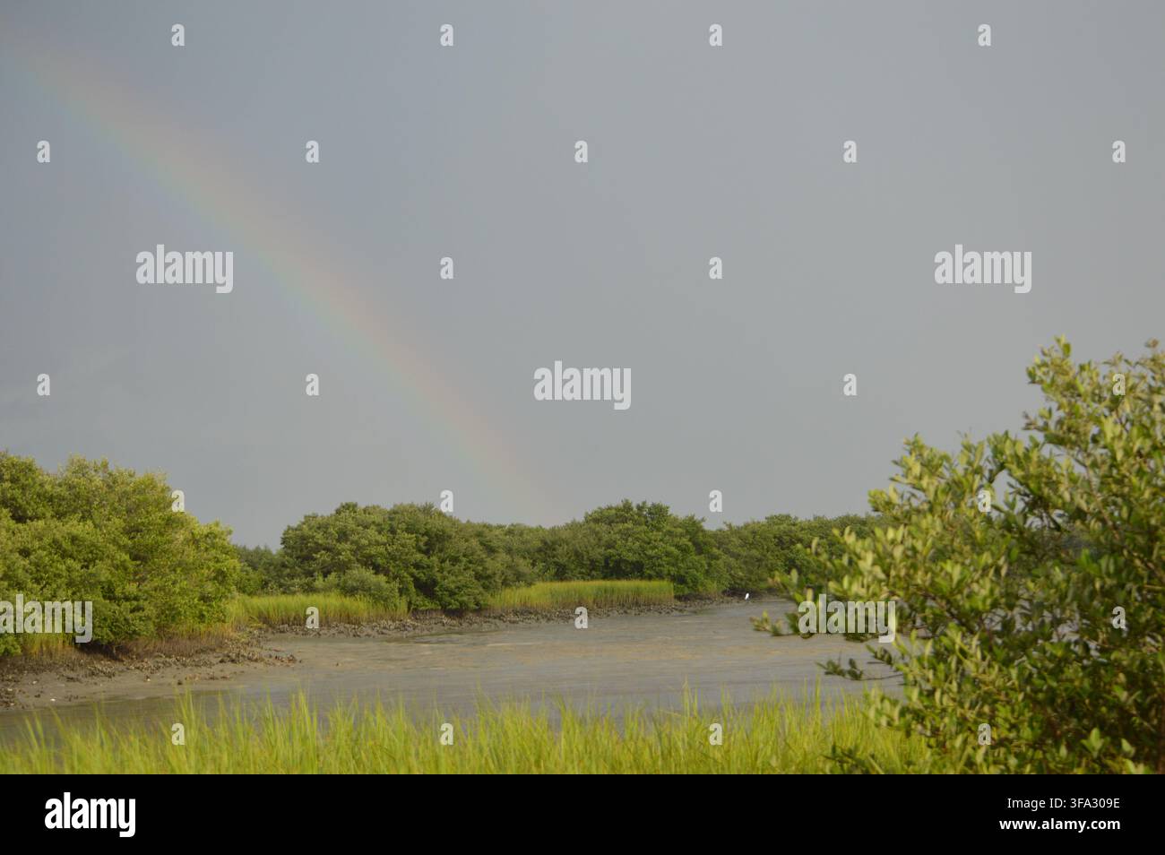 La faune de Floride donne un bel aspect à l'estuaire de Floride Banque D'Images