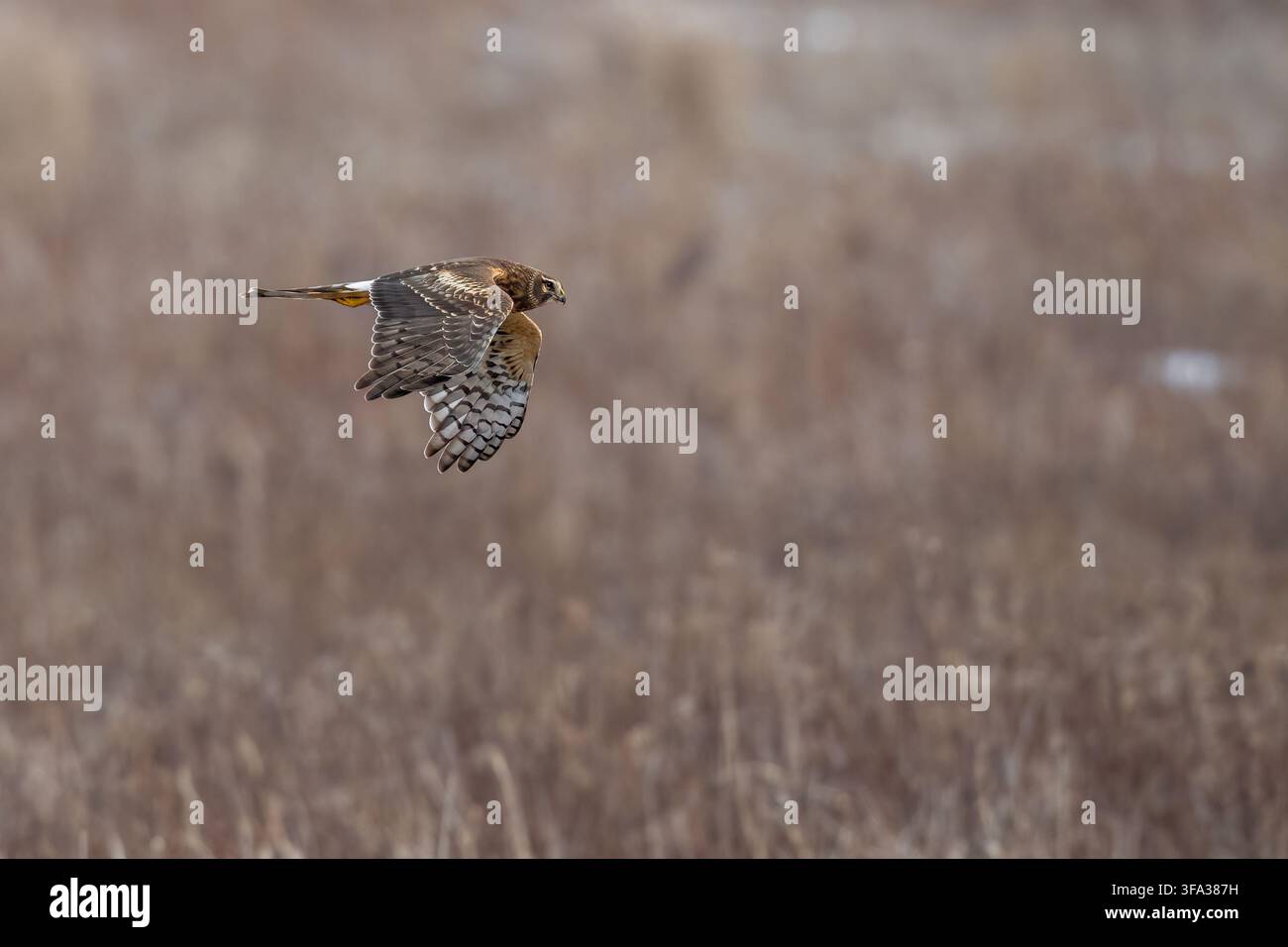 Busard des marais volant bas sur une prairie hivernale en chassant des proies dans un habitat ouvert naturel. Banque D'Images