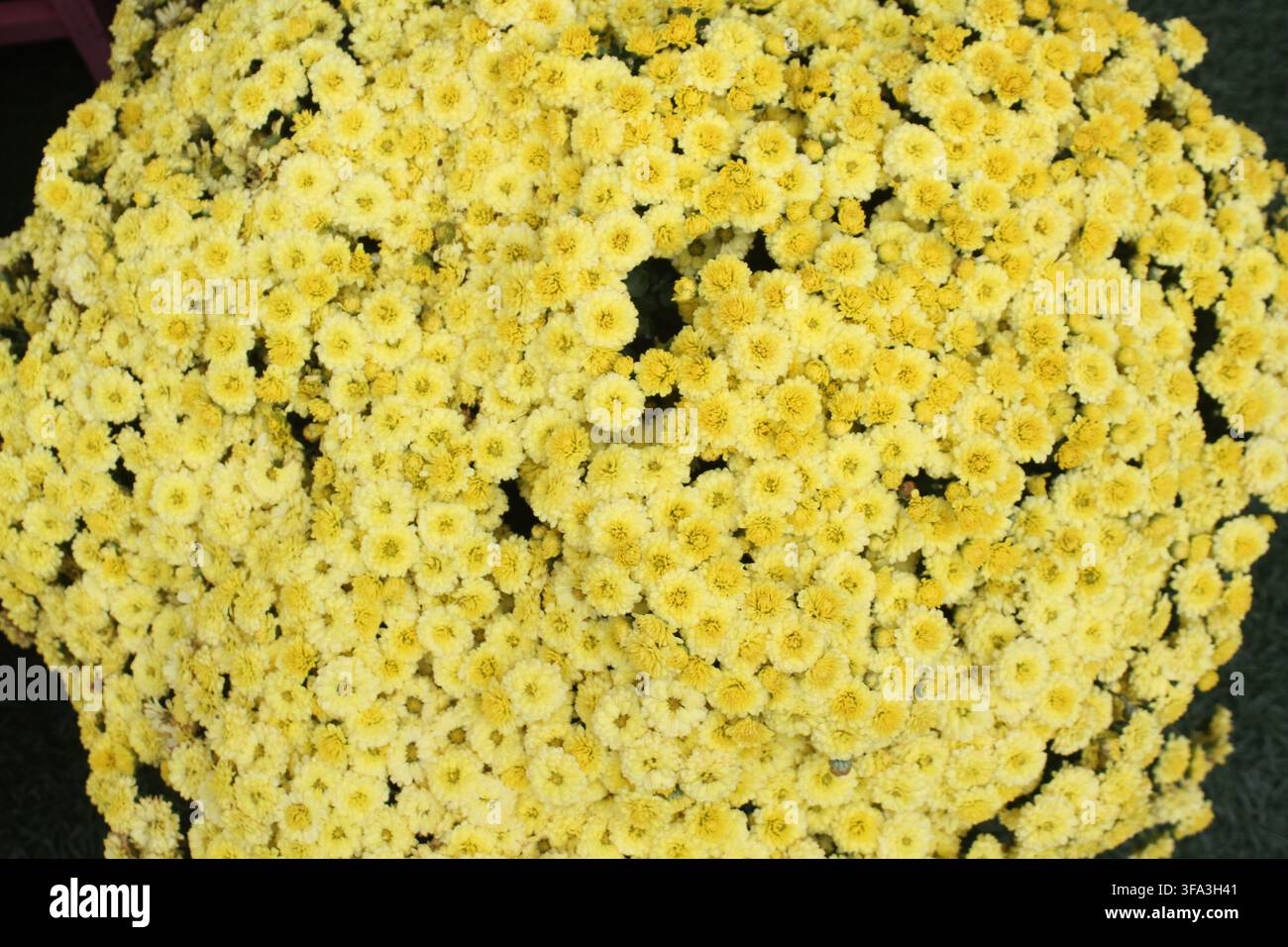 Fleurs de Chrysanthème morifolium jaunes en pleine floraison Banque D'Images