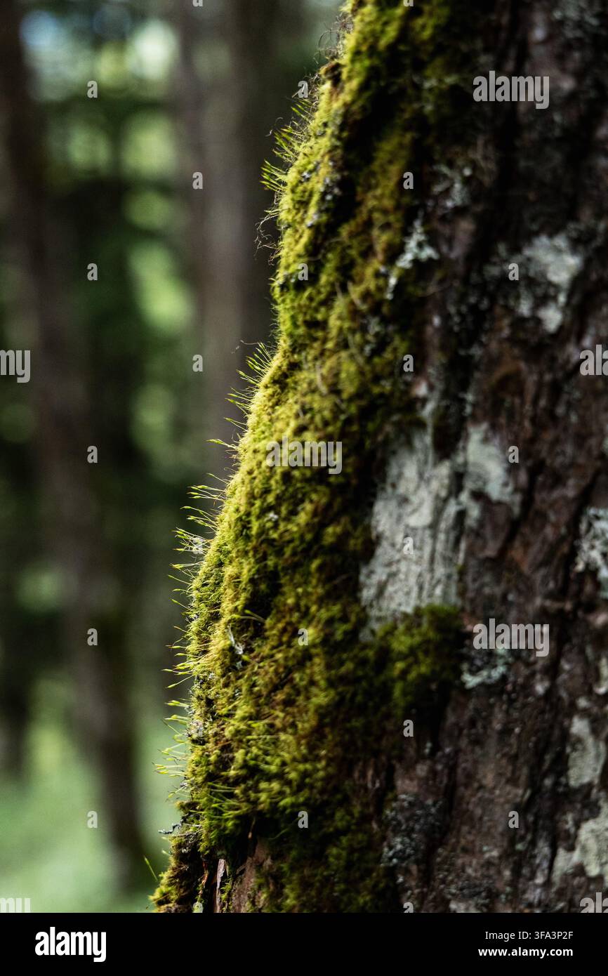 La lumière du soleil éclaire par derrière une épaisse couche de mousse verte poussant sur un tronc d'arbre dans une forêt du mont Kumotori, au Japon, mettant en valeur sa texture fine contre l'écorce sombre. Banque D'Images