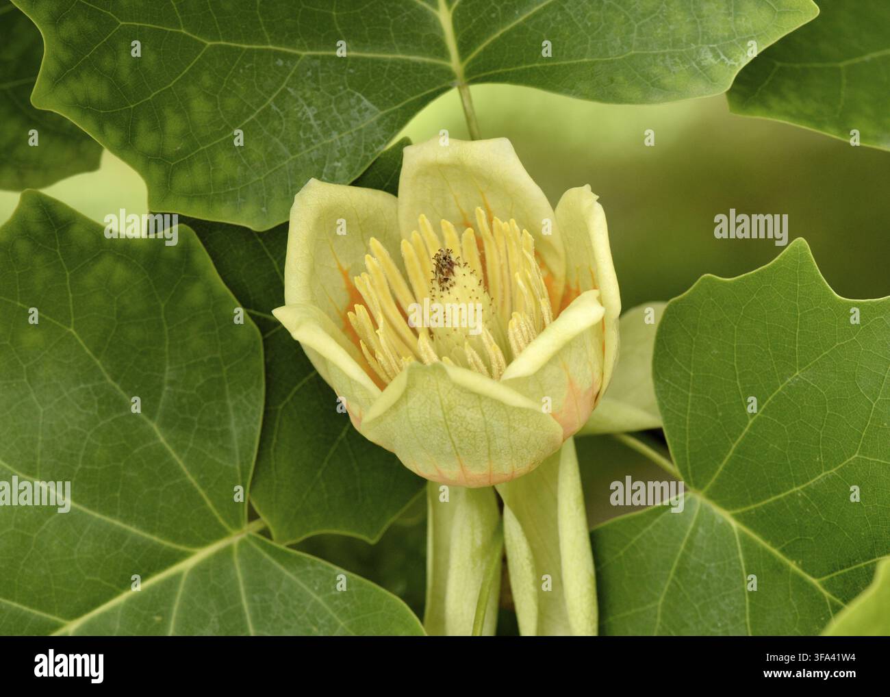American Tuliptree (Liriodendron tulipifera) gros plan d'une jeune pousse de fleur de printemps Banque D'Images