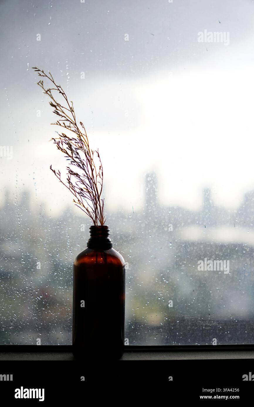 Bouteille d'huile essentielle d'arbre à thé avec verre séché à côté du rebord de la fenêtre et fond urbain Banque D'Images