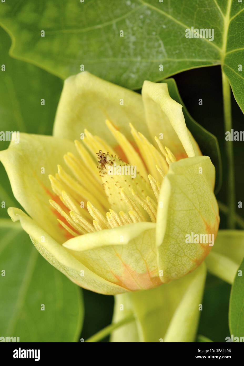 American Tuliptree Liriodendron tulipifera gros plan d'une jeune pousse printanière avec sa fleur distinctive en forme de tulipe Banque D'Images
