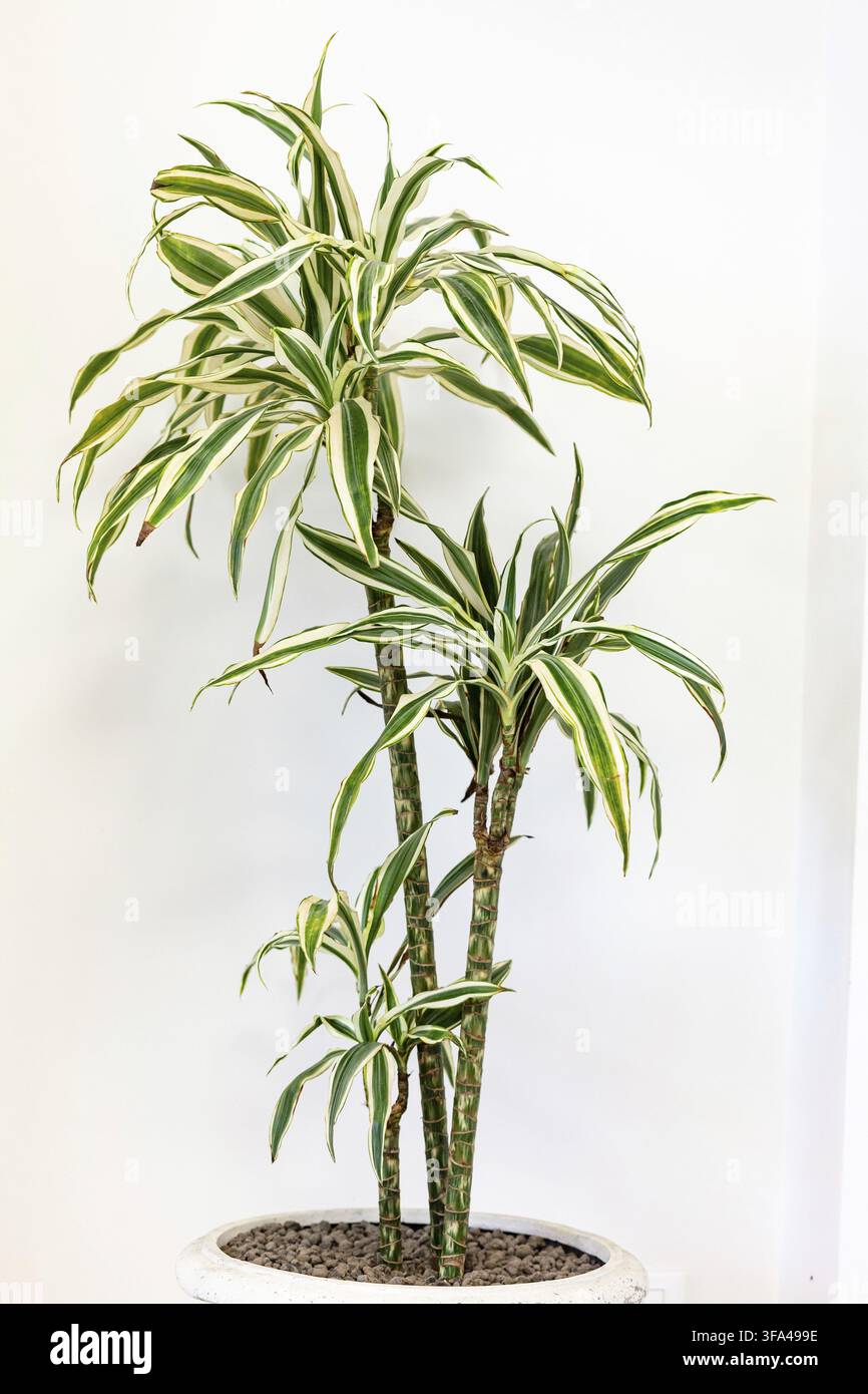 Plante d'intérieur Chlorophytum comosum sur un mur blanc Banque D'Images
