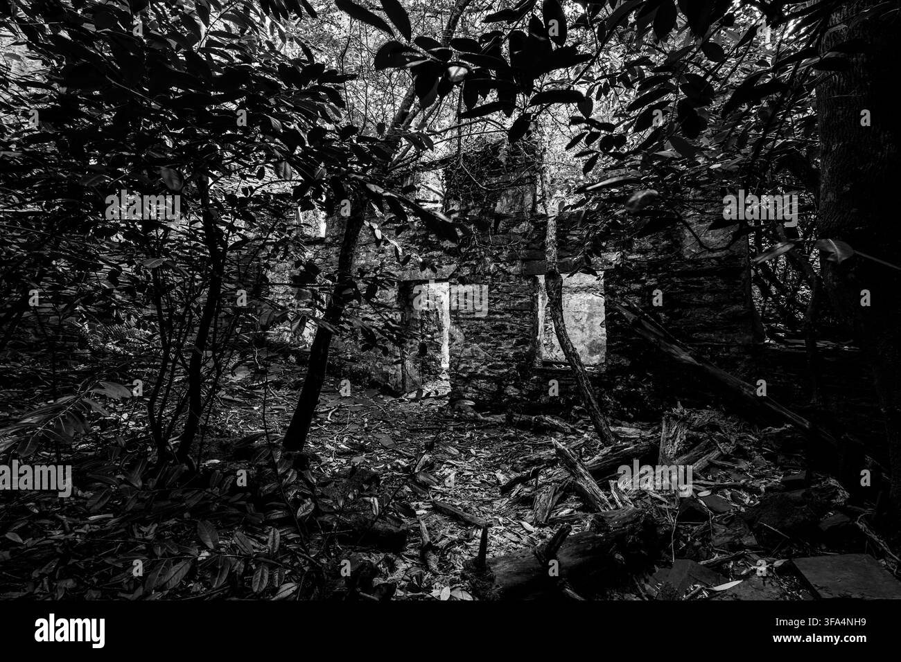 Vue monotone d'une ruine de pierre envahie par la végétation cachée dans les bois de Dorothea Quarry Banque D'Images
