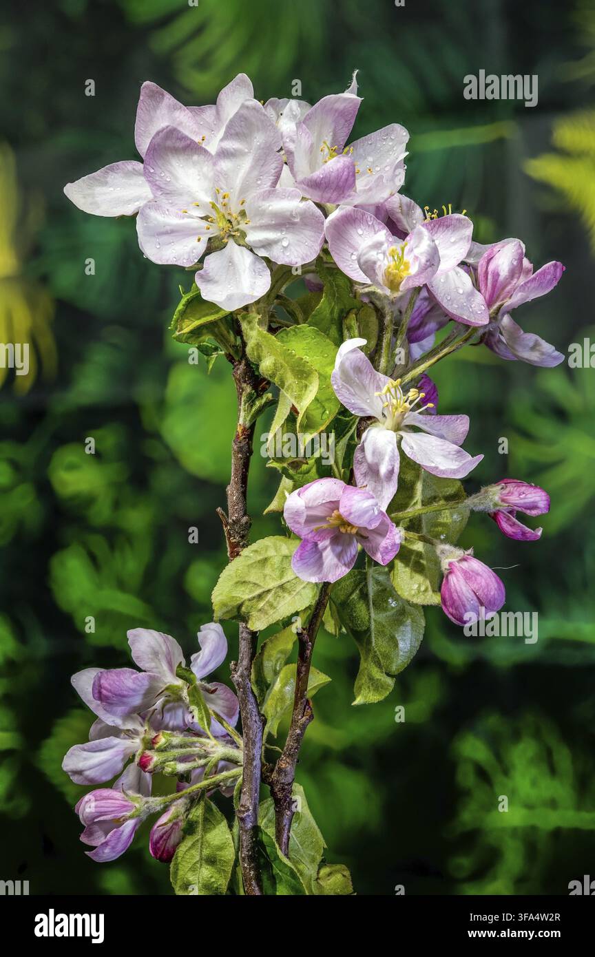 Gros plan de fleurs d'amandiers en fleurs avec des pétales roses et blancs et des étamines jaunes sur une branche. Verger printanier précoce florissant contre un gre mou Banque D'Images
