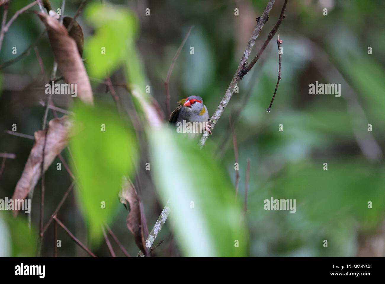Sourcils rouges Finch Banque D'Images